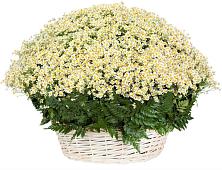 Цветочная композиция из Ромашки в корзине #REPLACE_PRED# Кендже-Кулаке